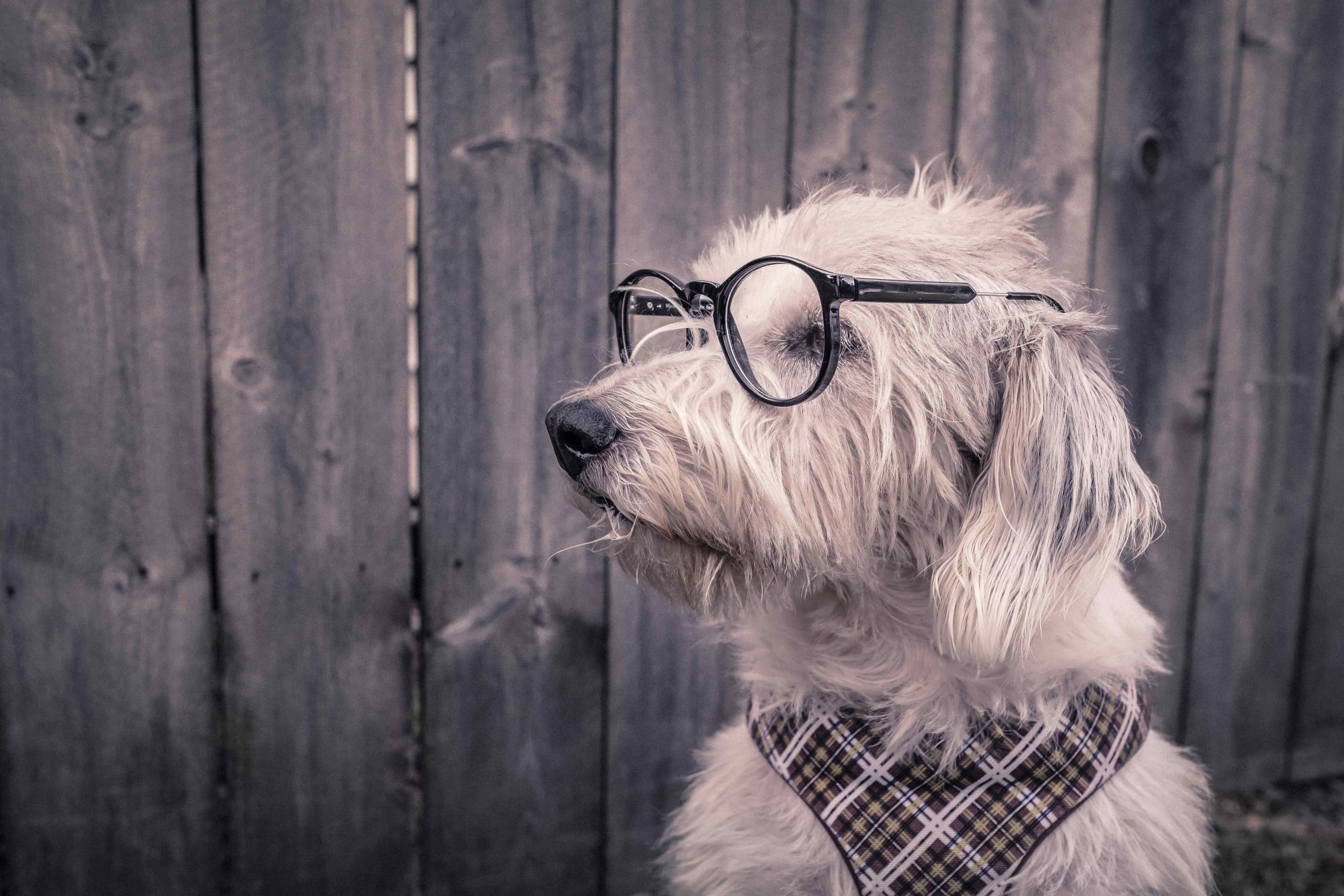 white hairy dog wearing black rimmed glasses and a checked hankerchief around its neck. The dog is sat in front of a wooden fence whilst looking to the right-hand side.